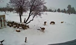 Bozyazı'da kurtlar köye indi: O anlar kamerada