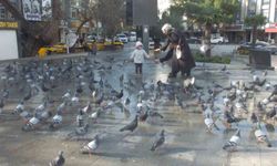 Burhaniye'de güvercinler imece ile besleniyor