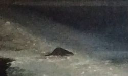 Buz tutan Çoruh'ta su samuru heyecanı: Vatandaşlar 'gel gel' diye seslendi