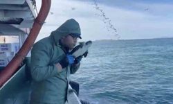 Çanakkale'de balıkçılar ağlarına takılan caretta carettayı kurtardılar