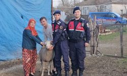 Çanakkale'de kaybolan 24 küçükbaş hayvan jandarma tarafından bulundu