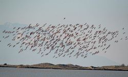 Çanakkale'de kış ortası su kuşu sayımları