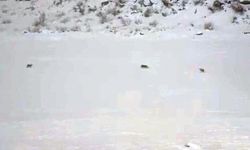 Çukurca'da kurt sürüsü görüntülendi