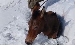 Dağda karda mahsur kalan katırlar kurtarıldı