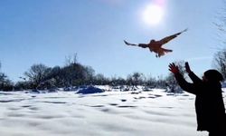 Düzce'de 211 yaban hayvanı doğaya salındı