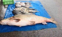 Elazığ'da 52 kilogram ağırlığında turna yakalandı