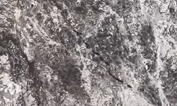 Elazığ'da domuz sürüsü görüntülendi