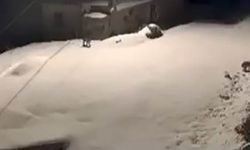 Elazığ'da nesli tükenmekte olan vaşak ailesi görüldü