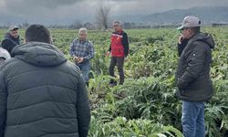 Enginar tarlaları incelendi, üreticiler, TARSİM hakkında bilgilendirildi