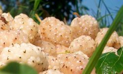 Erzincan'da kapama dut bahçesi kurulacak: Üreticiye yüzde 50 hibe