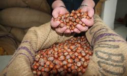 Fındık fiyatları durağan seyrini sürdürüyor