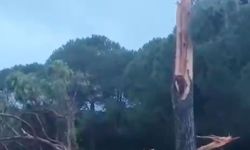 Golf sahasına düşen yıldırım ağacı parçalara ayırdı