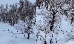 Hakkari'de onlarca keklik köye indi