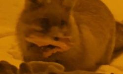 Hakkâri'de yerleşim alanına inen tilki kamerada