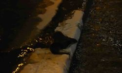 Harşit Çayı'nda nesli tehlike altındaki su samurları görüntülendi