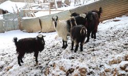 Hayvan üreticilerinin kurtlarla başı dertte