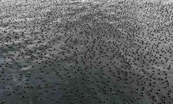 İstanbul'da dondurucu soğuk binlerce kuşu denizde bir araya getirdi