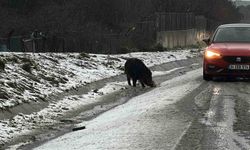 İstanbul'da yaban domuzu yol kenarına indi