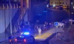 İzmir'de polisin 'İnekler dağılın' anonsu gülümsetti