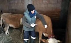 Kar altında şap seferberliği