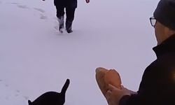 Kar altındaki yaylalarda hayvanlar için seferberlik