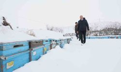 Kar yağışı, koloni kayıplarını ve hastalıkları minimuma indirdi: Arıcılar sezonundan ümitli