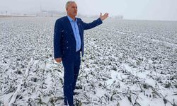 Kar yağışı sarımsak üreticisinin yüzünü güldürecek