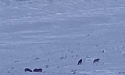 Karayazı'da gündüz vakti kurt saldırısı: Yavru köpek telef oldu