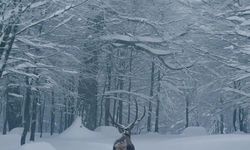 Karla kaplı Kartepe'de kızıl geyik güzelliği