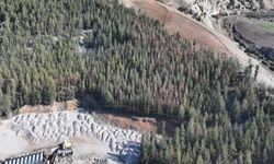 Kilis'te Akdeniz çam kabuk böceğine karşı biyoteknik mücadele