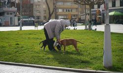 Kış ortasında sonbahar havası