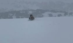 Kış uykusuna yatmayan ayı kaçarken görüntülendi