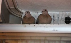 Kışın ortasında balkon camını kapatmıyorlar, nedeni ise çifte kumrular