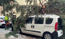 Kökünden sökülen ağaç park halindeki aracın üzerine devrildi