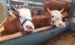 Köşk'te karantina kaldırıldı