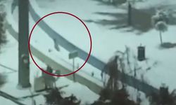 Kurtalan'da tilkiler şehir merkezine indi