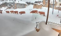 Malatya'da büyükbaş hayvanların karla mücadelesi görüntülendi