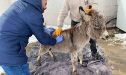 Mazıdağı Belediyesinin 'sahip çıkıldı' dediği sıpa sokağa terk edildi