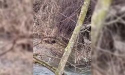 Nesli tehlike altında olan yavru su samurları Sinop'ta görüldü