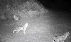 'Ormanın hayaleti' vaşak görüntülendi