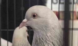 Samsun'da güvercin severler kenetlendi