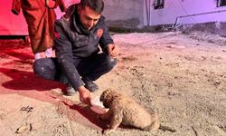 Şanlıurfa'da 20 metrelik sondaj kuyusuna düşen yavru köpek kurtarıldı
