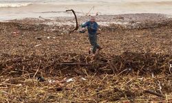 Sel sonrası deniz kahverengi oldu, sahiller odun doldu