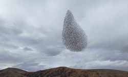 Sığırcık kuşlarından görsel şölen