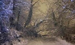 Sinop'ta ağaç devrildi