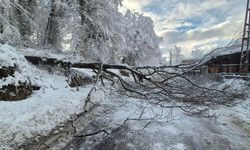 Sinop'ta kara yolunda ağaç devrildi