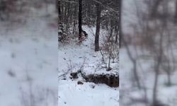 Sinop'ta yiyecek arayan karacalar kameralara yansıdı