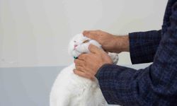 Sivas'ta açılan Acil Klinik'te yaralı hayvanlara mesai saatleri dışında da müdahale ediliyor