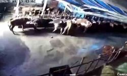 Sivas'ta ahır çöktü, o anlar güvenlik kamerasına yansıdı