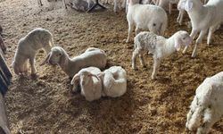 Soğuk havalarda gerçekleşen doğumun ardından üreticilerin yüzü güldü